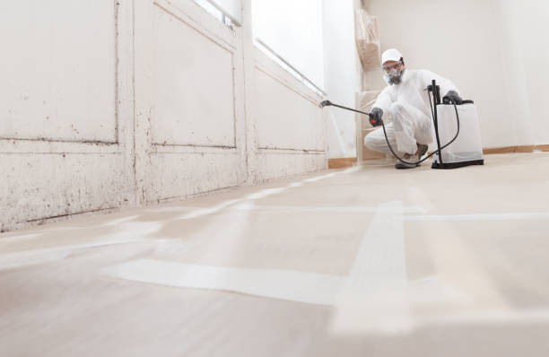 Black mold remediation team in Triangle